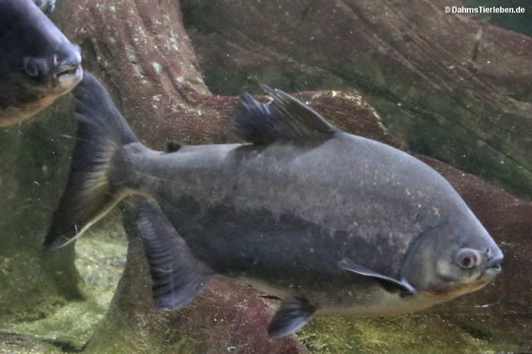 Colossoma macropomum