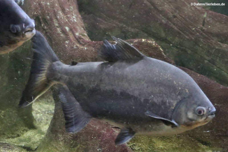 Tambaqui
(Colossoma macropomum) Colossoma macropomum