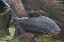 Colossoma macropomum