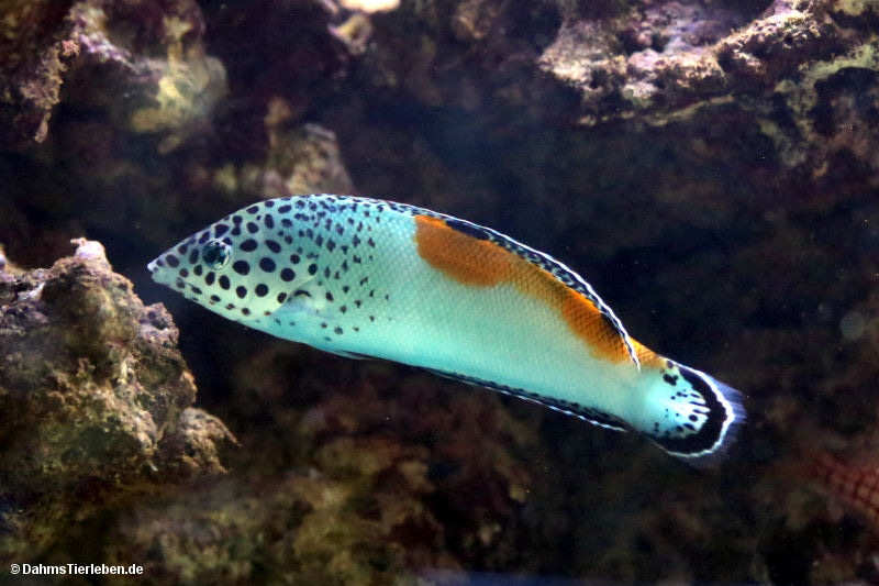 Coris aygula-1