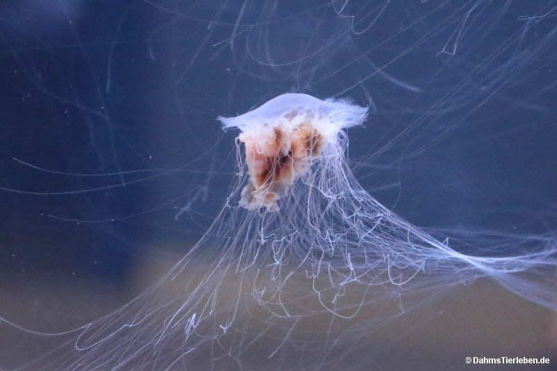 Cyanea versicolor-2