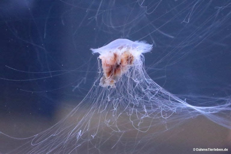 Cyanea versicolor