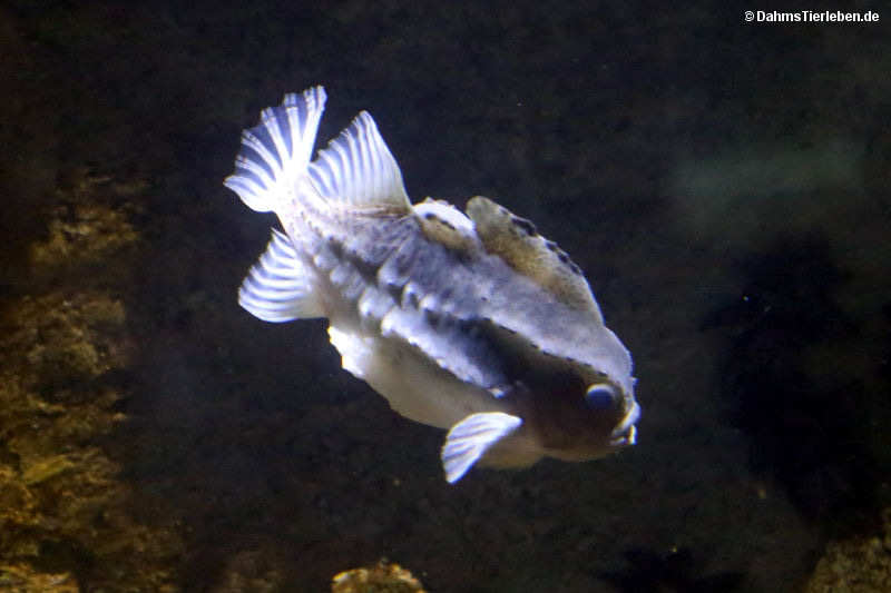 Seehase
(Cyclopterus lumpus) Cyclopterus lumpus
