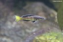 Cyprichromis leptosoma