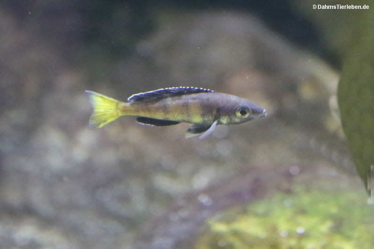 Cyprichromis leptosoma
