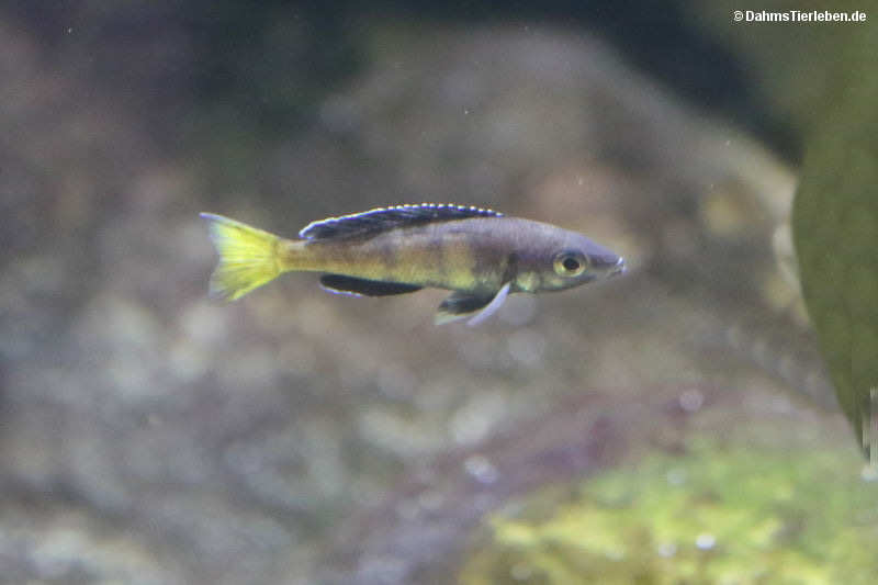Cyprichromis leptosoma