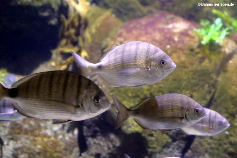 Große Geißbrassen Diplodus sargus-1