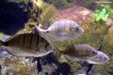Diplodus sargus