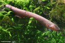 Electrophorus electricus