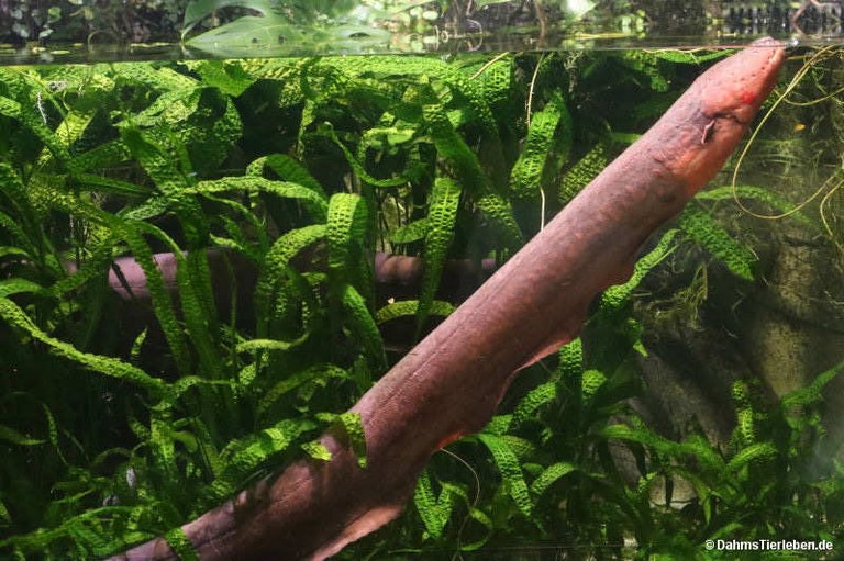 Electrophorus electricus