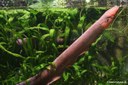 Electrophorus electricus