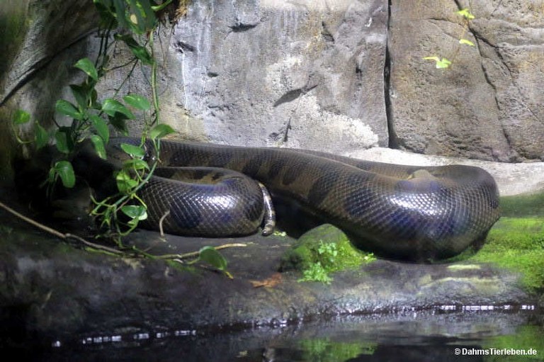 Eunectes murinus