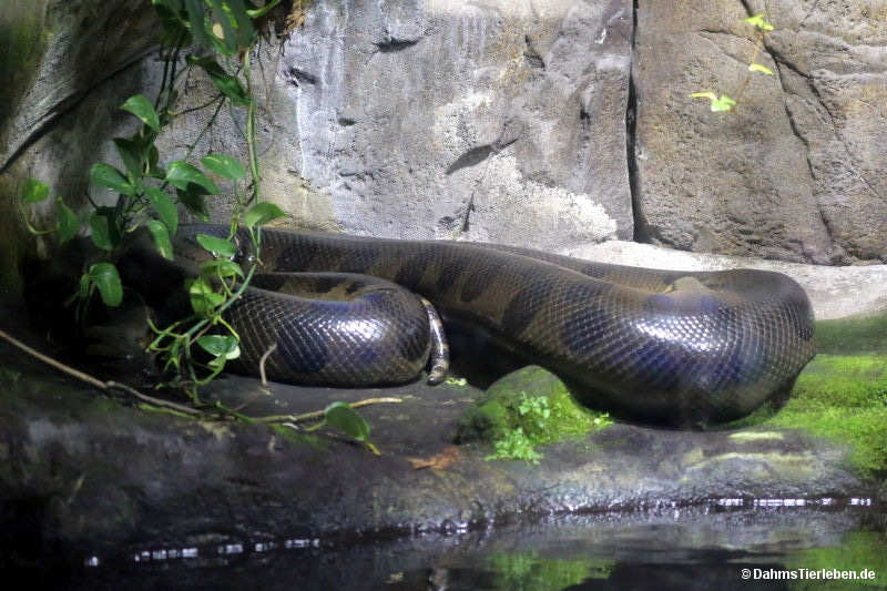 Eunectes murinus