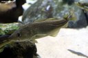 Gadus morhua