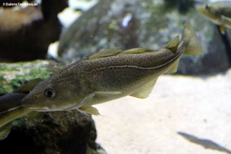 Gadus morhua