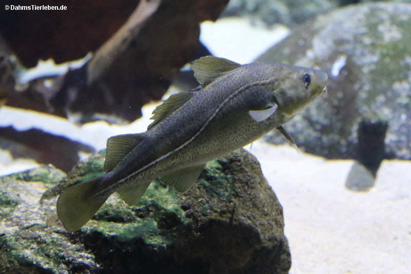 Dorsch
(Gadus morhua) Gadus morhua