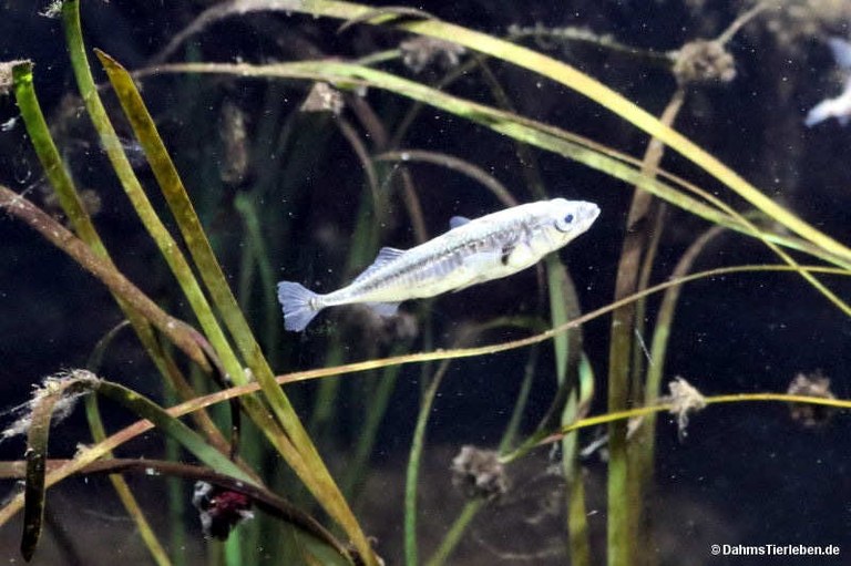 Gasterosteus aculeatus