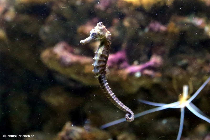 Karibik-Seepferdchen
(Hippocampus reidi) Hippocampus reidi