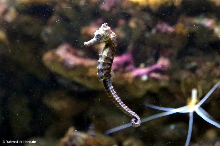 Hippocampus reidi