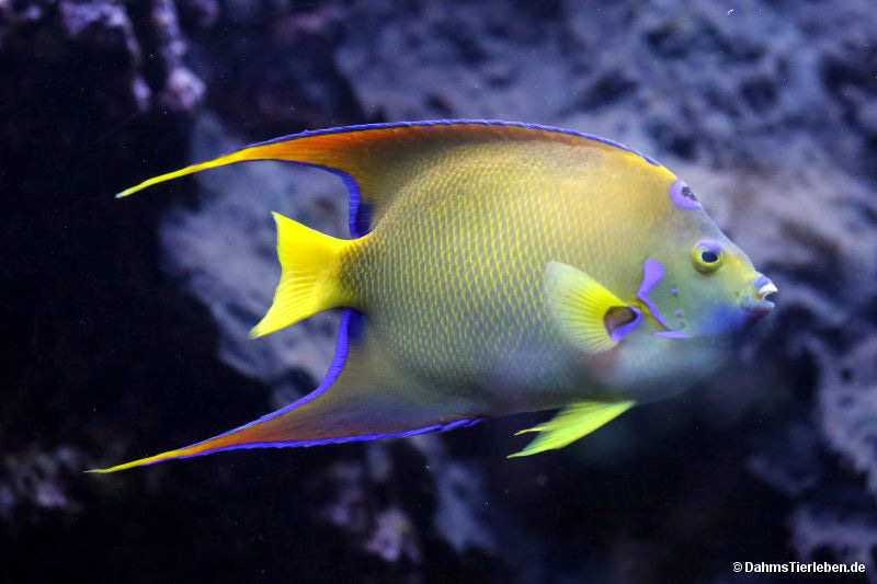 Holacanthus ciliaris
