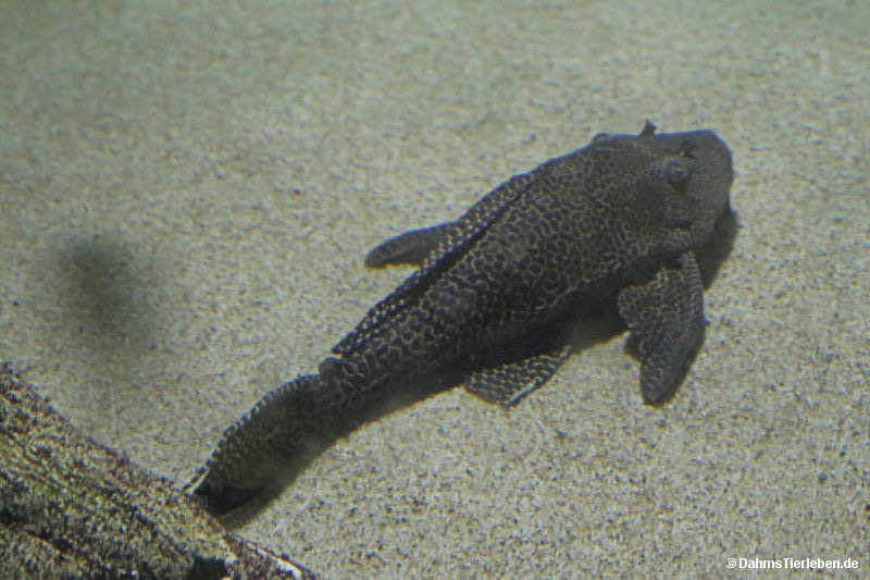 Saugmaulwels
(Hypostomus plecostomus) Hypostomus plecostomus