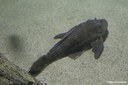 Hypostomus plecostomus