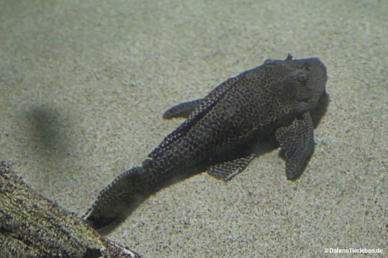Hypostomus plecostomus