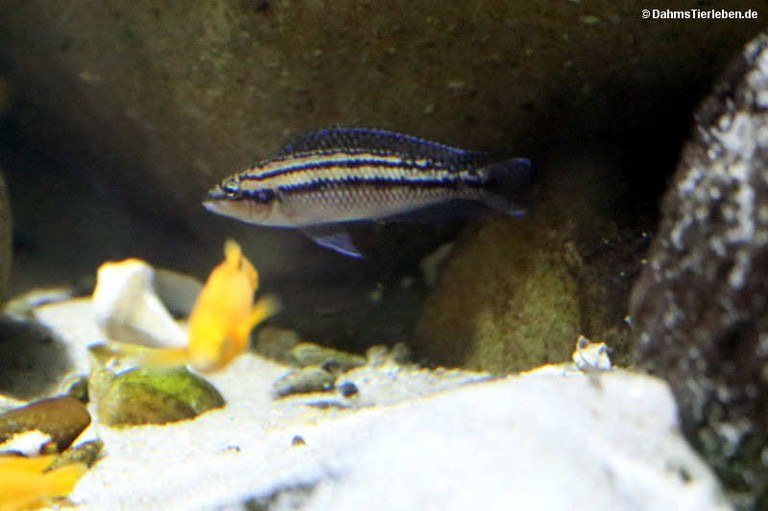 Julidochromis dickfeldi