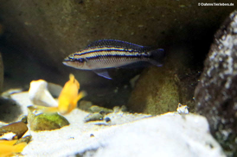 Julidochromis dickfeldi
