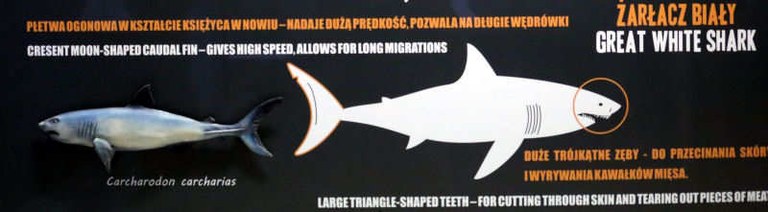 Carcharodon carcharias
