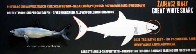 Weißer Hai
(Weißer Hai Carcharodon carcharias