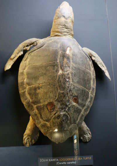 Unechte Karettschildkröte
(Caretta caretta) Caretta caretta