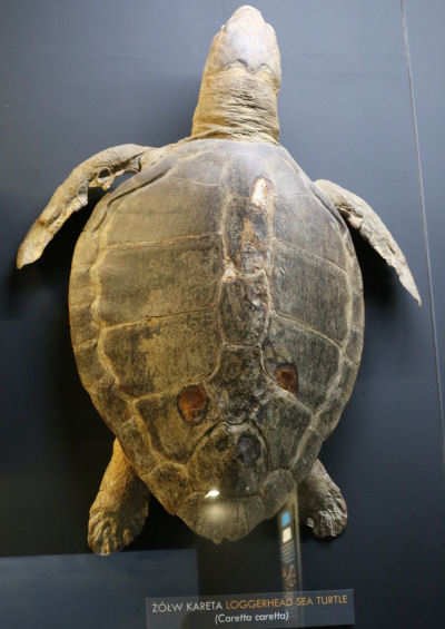 Caretta caretta