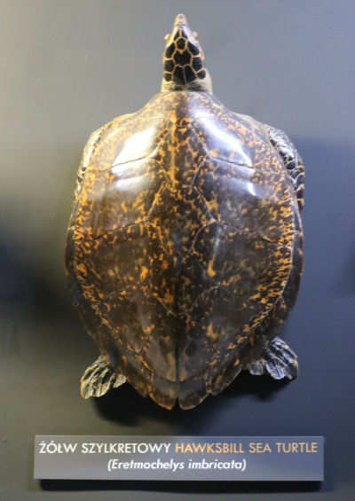 Echte Karettschildkröte
(Eretmochelys imbricata) Eretmochelys imbricata