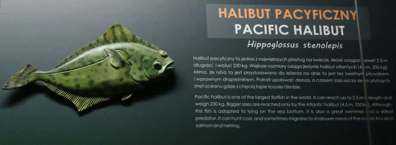 Pazifischer Heilbutt
(Hippoglossus stenolepis) Hippoglossus stenolepis