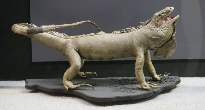 Iguana iguana