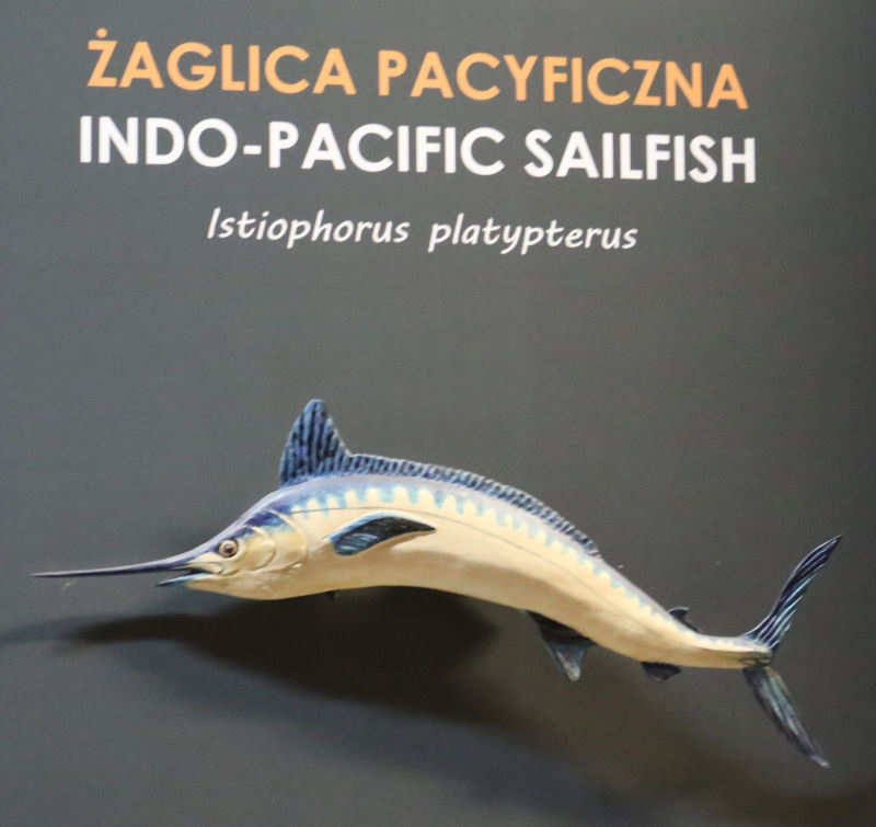 Indopazifik-Fächerfisch
(Istiophorus platypterus) Istiophorus platypterus
