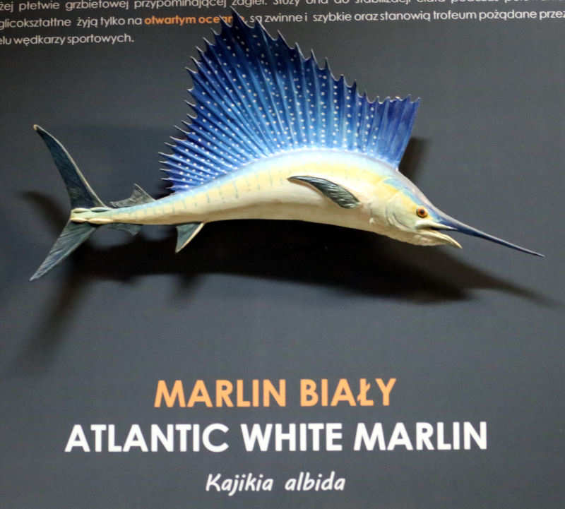 Weißer Marlin
(Kajikia albida) Kajikia albida