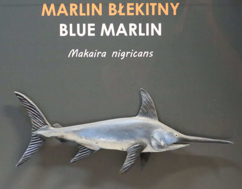 Blauer Marlin
(Makaira nigricans) Makaira nigricans