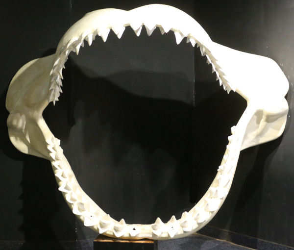 Kieferrekonstruktion eines Megalodon Megalodon