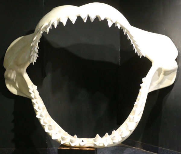 Kieferrekonstruktion eines Megalodons