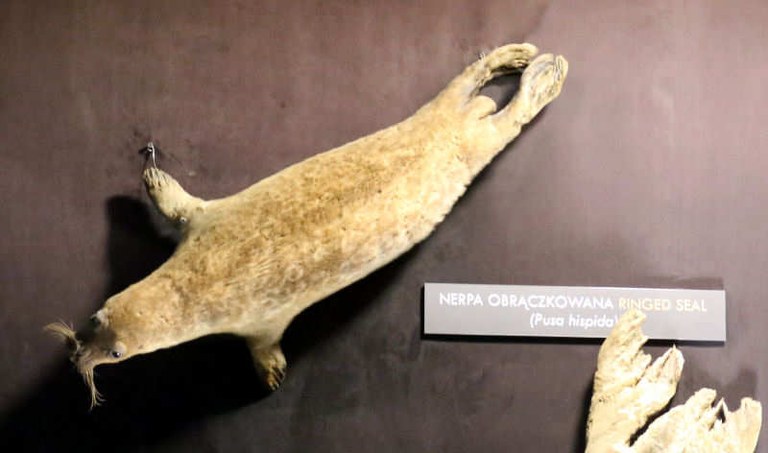Pusa hispida