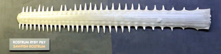 Rostrum eines Sägerochens