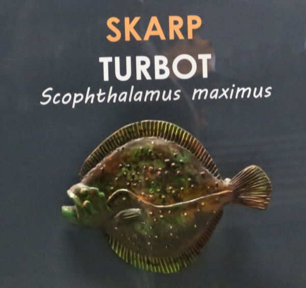 Steinbutt
(Scophthalmus maximus) Scophthalmus maximus