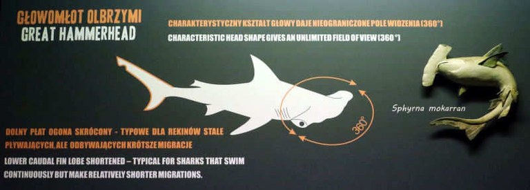Sphyrna mokarran