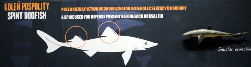 Dornhai
(Squalus acanthias) Squalus acanthias