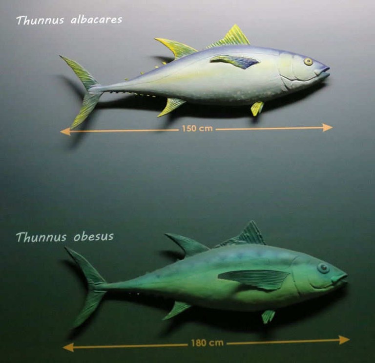 Thunfische