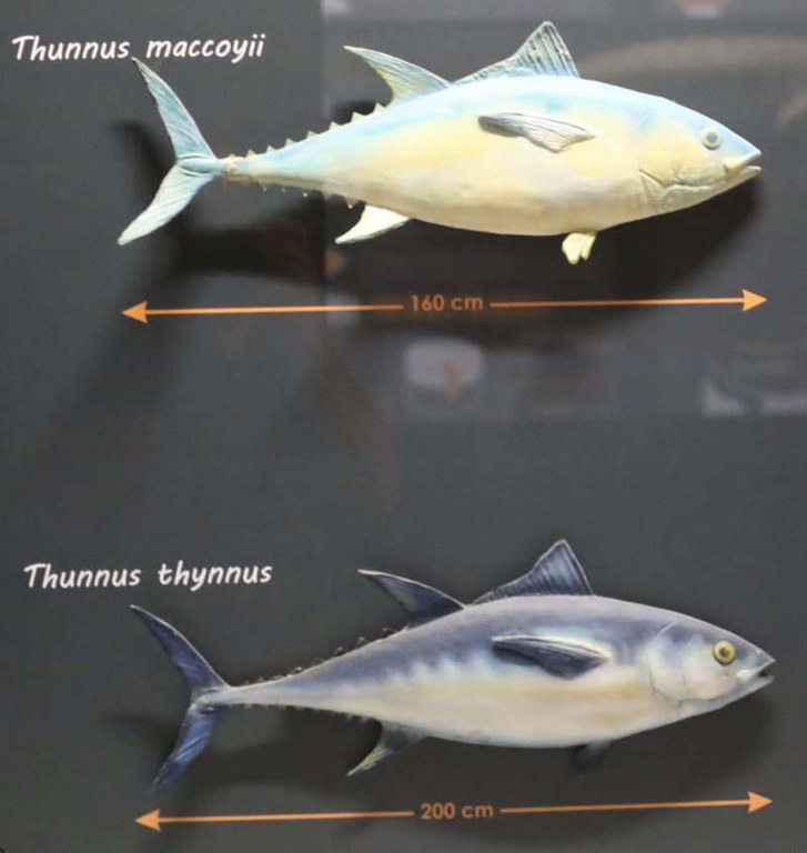 Thunfische