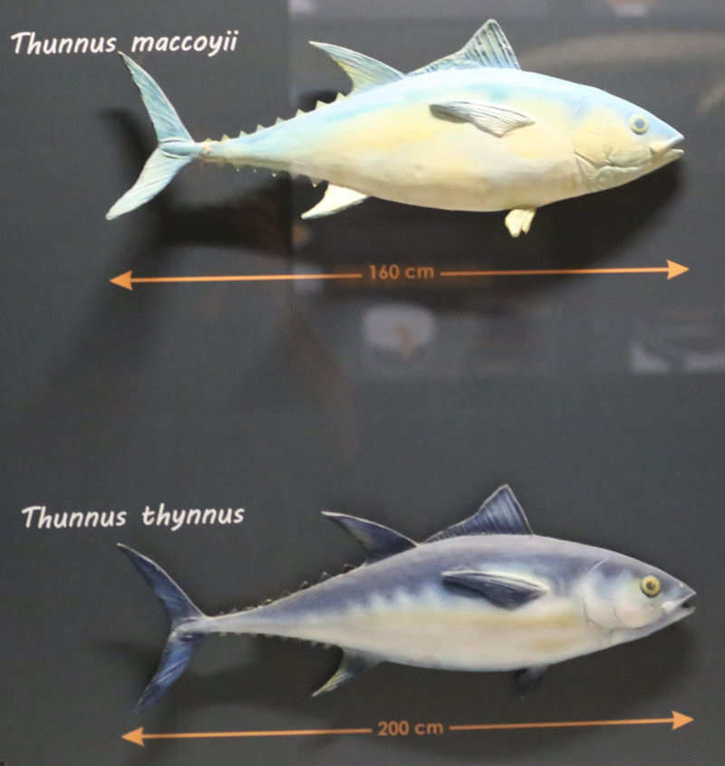 Thunfische Thunfische-1