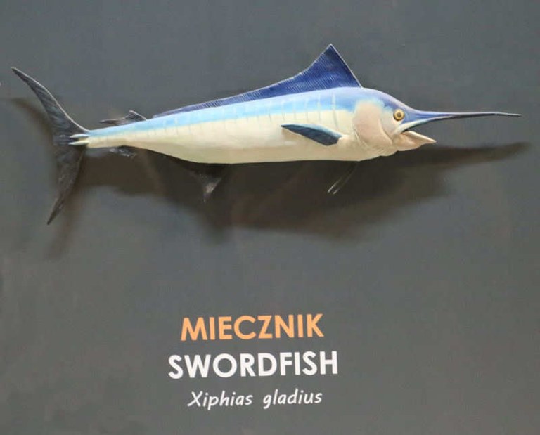 Xiphias gladius